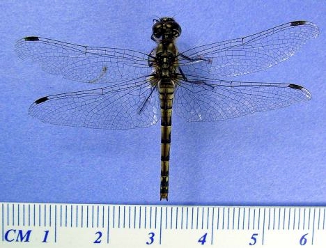 Black Meadowhawk