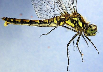 Black Meadwhawk - side view