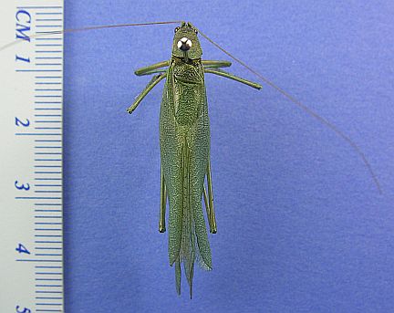 Broad-winged Katydid