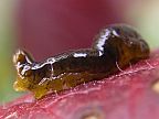 Pear Sawfly