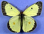 Common Sulphur