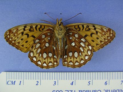 Atlantis Fritillary - ventral