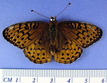 Aphrodite Fritillary
