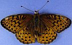 Greater Fritillary