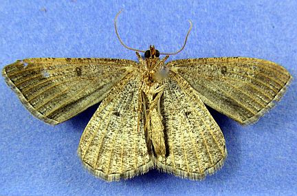 Dark-bordered Granite - ventral