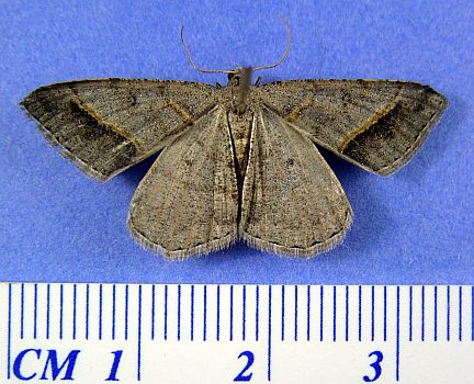 Dark-bordered Granite