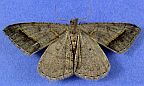 Dark-bordered Granite
