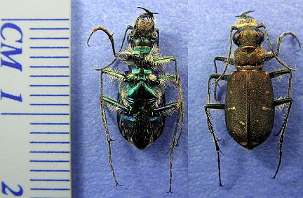 Pacific Tiger Beetle - note markings are diminished to spots 