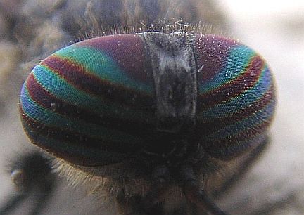 Horsefly eyes