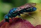 Cuckoo Wasp