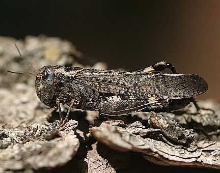 Red-winged Grasshopper