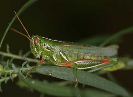 Meadow Purple-striped Grasshopper