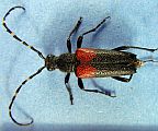 Red Shouldered Pine Borer