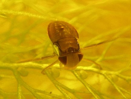 Water Boatman