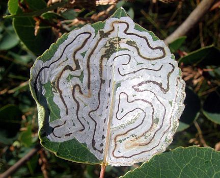 Aspen leaf completely mined by a Aspen Leaf Miner larva. Note dark trail of excrement from larva.