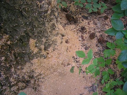 Sawdust around the entrance to a Carpenter Ant nest in a dead spruce tree. 