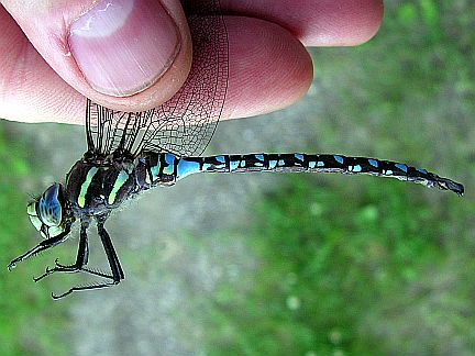 Paddle-tailed Darner - side view