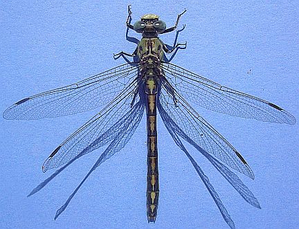 Pale Snaketail - top view