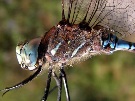 Variable Darner
