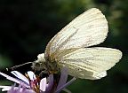 Margined White