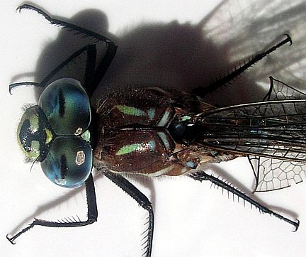 Top of head and thorax