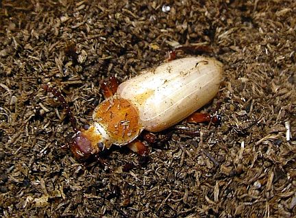 Adult teneral Darkling Beetle about 1 hour after molting