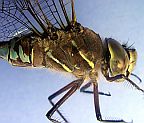 Variable Darner
