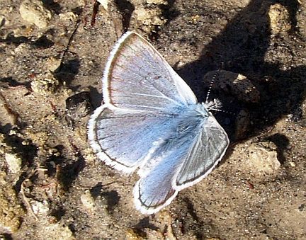 Greenish Blue - dorsal