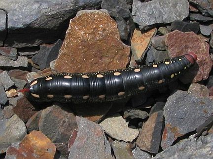 Gallium Sphinx Caterpillar