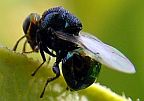 Perilampid Wasp