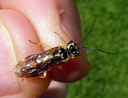 Web-Spinning Sawfly