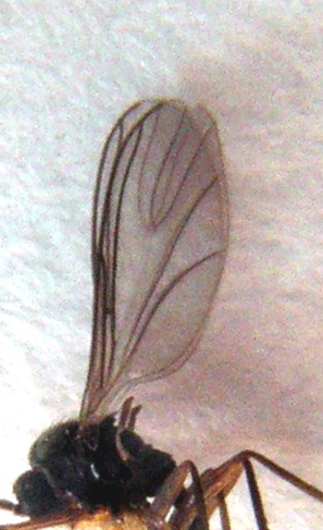 D.W. Fungus Gnat Wing
