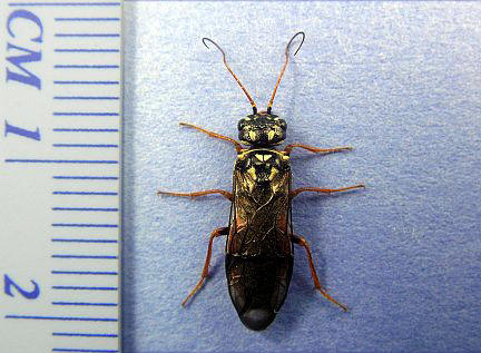 Web-Spinning Sawfly