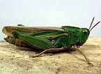 Northern Green-striped Grasshopper