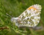 Sara Orange Tip