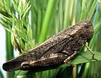 Speckled Rangeland Grasshopper