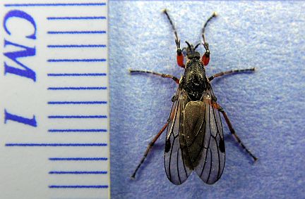 March Fly