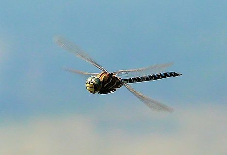 Variable Darner in flight