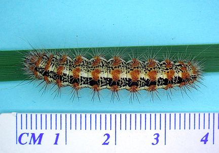 Henry's Marsh Moth Caterpillar