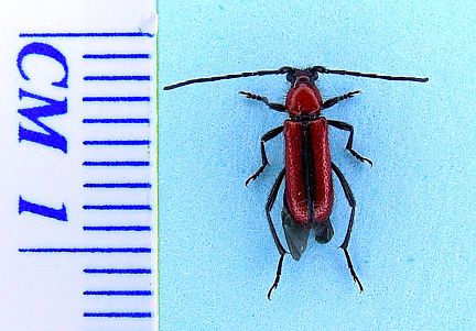 Batyle saturalis