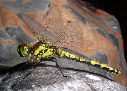 Black Meadowhawk - immature