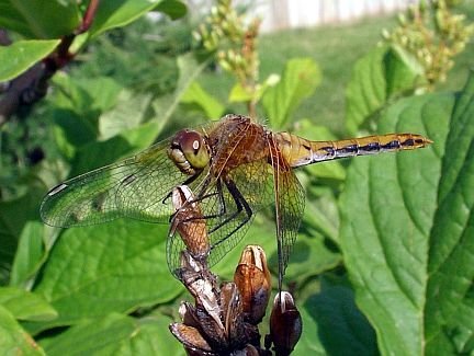 Cherry-Faced Meadowhawk - immature