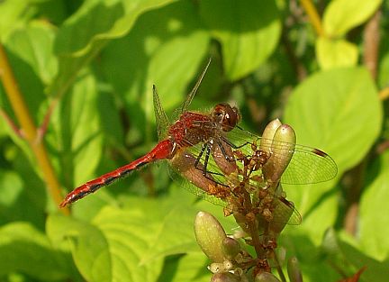 Cherry-Faced Meadowhawk