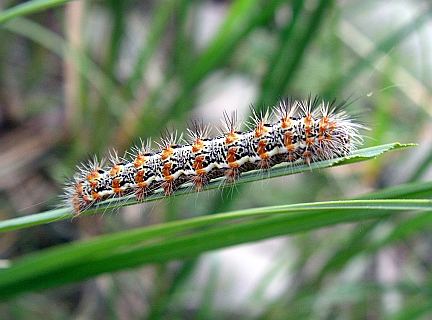 Henry's Marsh Moth Caterpillar - 5th instar
