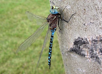 Variable Darner