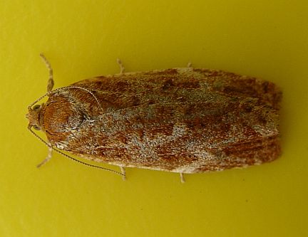 Jackpine Budworm Moth