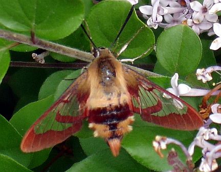Hummingbird Clearwing