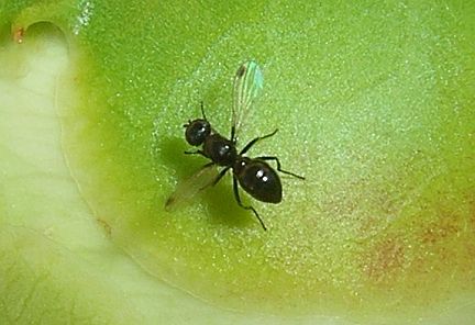 Black Scavenger Fly
