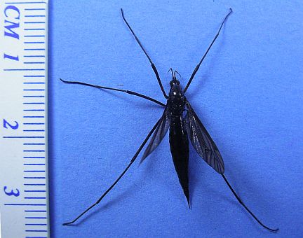 Black Crane Fly