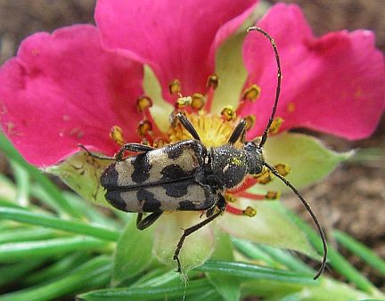 Flower Longhorn